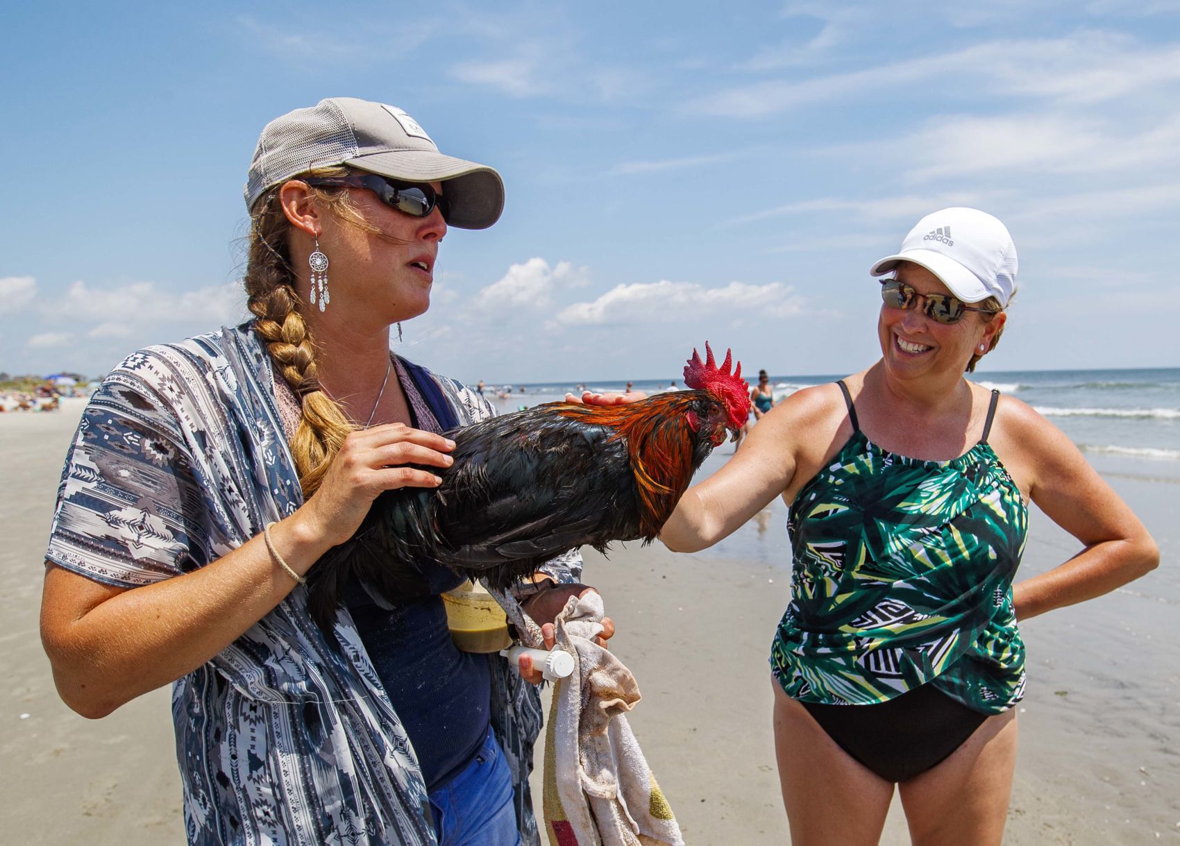 Bluff, an adventurous Rooster